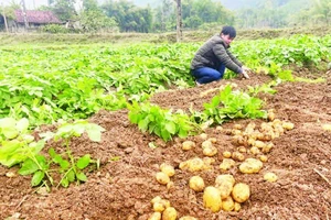 Người dân xã Trần Phú, huyện Na Rì thu hoạch khoai tây trồng liên kết sản xuất với hợp tác xã.