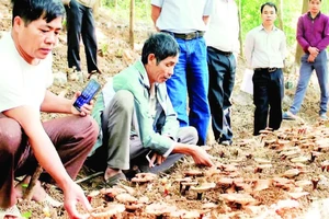 Kiểm tra quá trình sinh trưởng và phát triển của nấm lim xanh dưới tán rừng tự nhiên tại huyện Sơn Động. (Ảnh XUÂN THỎA