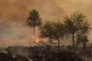 Một vụ cháy rừng ở Argentina. Ảnh: Reuters