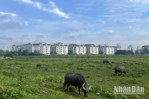 Dự báo khu vực Hà Nội ngày nắng, có nơi nắng nóng. (Ảnh minh họa: Đ.T)