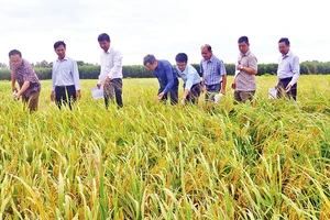 Cán bộ chức năng tỉnh Hậu Giang đánh giá chất lượng giống lúa trồng khảo nghiệm ở vùng đất phèn, mặn của huyện Long Mỹ trong vụ lúa hè thu.