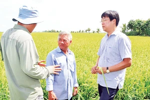 Lãnh đạo Tỉnh ủy Đồng Tháp (người bên phải) thăm mô hình lúa sinh thái của nông dân.