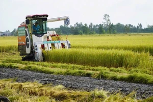 Nông dân xã Láng Biển, huyện Tháp Mười, tỉnh Đồng Tháp thu hoạch lúa.