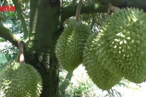 [Video] Kiểm soát chất cấm để giữ "hộ chiếu" xuất khẩu cho sầu riêng