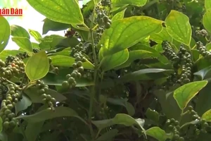 [Video] Việt Nam là nhà cung cấp hồ tiêu hàng đầu cho Hoa Kỳ