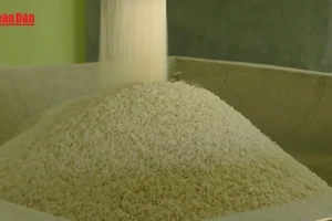 [Video] VCCI đề xuất bỏ một số quy định về kinh doanh xuất khẩu gạo