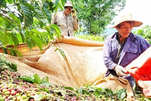 Người trồng cà-phê ở Đắk Lắk năm nay có thu nhập cao.