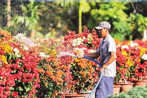 Các nhà vườn trồng hoa và cây cảnh tại TP Hồ Chí Minh, Bình Dương và Đồng Nai đang vào mùa cung cấp cho thị trường Tết 2025.