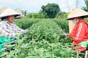 Chăm sóc hoa cúc tại làng hoa Hà Đông (Điện Bàn, Quảng Nam).