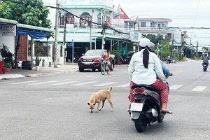 Chó thả rông nơi công cộng gây nguy hiểm cho cộng đồng.