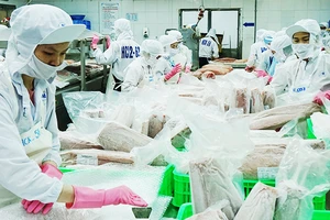 Chế biến cá ngừ xuất khẩu. Ảnh: NAM ANH