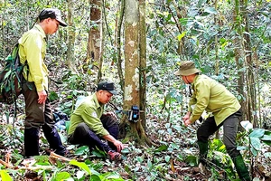 Cán bộ kiểm lâm Vườn Quốc gia Chư Yang Sin đặt bẫy ảnh giám sát và thu thập dữ liệu về sao la và các loài động vật hoang dã khác.