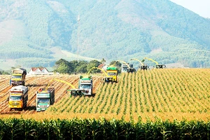 Quy trình chăn nuôi, sản xuất sữa của Tập đoàn TH được áp dụng công nghệ hiện đại với những dữ liệu chính xác.
