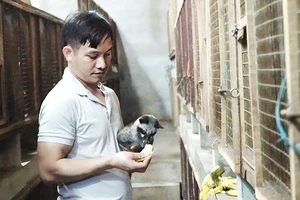 Nuôi chồn không cần chi phí lớn, thức ăn của chúng chủ yếu là quả chuối chín.