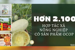 [Infographic] Hơn 2.100 hợp tác xã nông nghiệp có sản phẩm OCOP