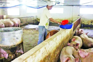 Gia đình anh Trần Văn Tuấn, ở xóm Đồng Ao, xã Đồng Liên, thành phố Thái Nguyên sử dụng bột lá chè xanh phối trộn với thức ăn chăn nuôi lợn.