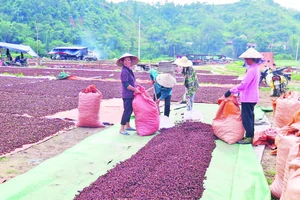 Người dân xã Yên Phúc, huyện Văn Quan phơi sấy hoa hồi.