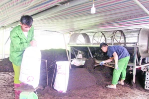 Sản phẩm phân bón hữu cơ từ nuôi giun quế bằng phế, phụ phẩm được thu hoạch, phân phối cho chuỗi trồng rau, cà-phê và cây ăn quả.