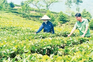 Nông dân xã Nậm Búng, huyện Văn Chấn thu hái chè shan tuyết