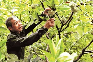 Thu hoạch na được trồng theo tiêu chuẩn VietGap tại hộ nông dân Hoàng Văn Chức, tổ sản xuất na VietGap Lũng Than, thị trấn Đồng Mỏ, huyện Chi Lăng.