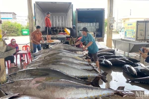 Cá ngừ đại dương được thu mua và sơ chế ngay sau khi được bốc dỡ từ dưới tàu lên tại cảng cá Đông Tác, thành phố Tuy Hòa, Phú Yên.
