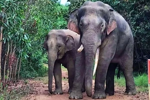Gần đây đàn voi rừng thường xuyên xuất hiện khu dân cư gần bìa rừng thuộc Khu Bảo tồn thiên nhiên văn hóa Đồng Nai.