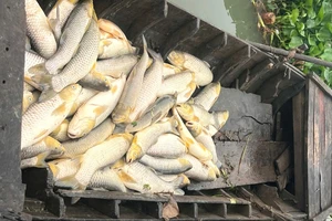 Cá bè chết bất thường trên sông Đồng Nai, đoạn thuộc khu phố Thái Hòa, phường Long Bình Tân, thành phố Biên Hòa.