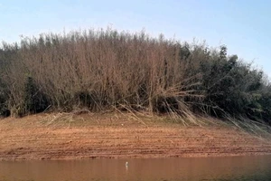 Hàng trăm ha lùng tự nhiên đồng loạt ra hoa rồi chết trên diện rộng ở biên giới Nghệ An.