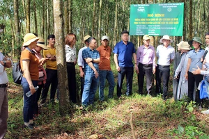 Các tổ khuyến nông cộng đồng tham quan mô hình trồng rừng gỗ lớn tại huyện Cam Lộ, tỉnh Quảng Trị. (Ảnh: VIỆT TOÀN)