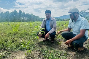 Chính quyền địa phương xã Ba Tô, huyện Ba Tơ kiểm tra tình trạng trồng cây chờ đền bù trên địa bàn xã.