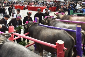 Cúng hồn trâu là một nghi lễ văn hóa đặc sắc của đồng bào dân tộc Lự ở Lai Châu.