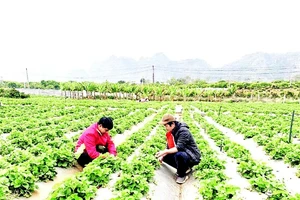 Cán bộ của chuỗi cửa hàng thực phẩm sạch Bác Tôm hướng dẫn người nông dân trồng nông sản thuận tự nhiên.