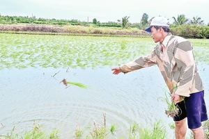 Nhà nông xã Trí Lực (huyện Thới Bình, tỉnh Cà Mau) ném mạ non xuống ruộng thay vì khom lưng cấy mạ theo cách truyền thống.