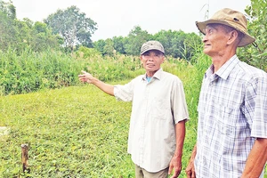 Người dân nhận giao khoán rừng ở Tiểu khu 34 mong muốn chuyển đổi trồng tràm sang keo lai để có thu nhập.