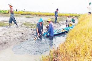 Tỉnh Bạc Liêu hiện có hơn 39.600 ha sản xuất theo mô hình lúa-tôm.