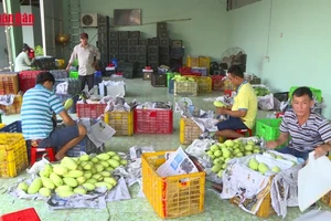 [Video] Xoài Việt Nam chiếm lĩnh thị trường Trung Quốc