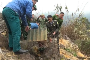 Lực lượng chức năng thả hai cá thể Khỉ mặt đỏ về tự nhiên. (Ảnh Nguyễn Việt)