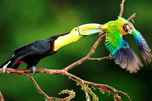 Một loài chim Nam Mỹ trong bộ sưu tập. Ảnh: GETTYIMAGES