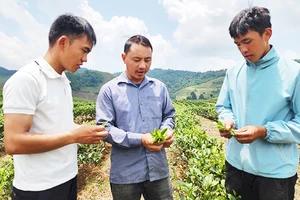 Bí thư Chi bộ kiêm Trưởng bản Phiêng Cài Tráng A Tủa (ở giữa) hướng dẫn bà con trồng chè.