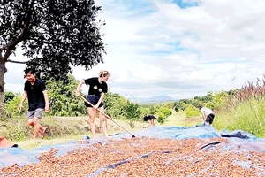 Tình nguyện viên nước ngoài trải nghiệm quy trình sản xuất cà-phê tại Fair Farm.