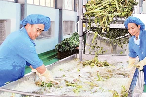 Quy trình sản xuất sản phẩm atisô tại nhà máy của Ladophar ở khu công nghiệp Phú Hội.