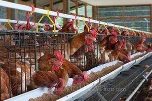 Hiệp hội Gia cầm Việt Nam kiến nghị cơ quan chức năng vào cuộc việc tung thông tin thất thiệt về "trứng gà giả".