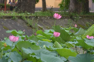Hoa sen hội tụ các yếu tố vừa đời thường lại vừa cao quý.
