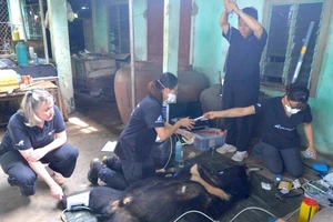 Nhân viên cứu hộ kiểm tra, chăm sóc sức khỏe cá thể gấu ngựa.