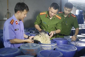 Lực lượng chức năng tỉnh Nghệ An triệt phá đường dây sản xuất hàng nghìn tấn giá đỗ ngâm hóa chất hồi tháng 4 vừa qua. (Ảnh: Công an Nghệ An)