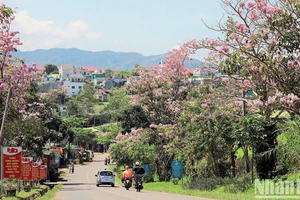 Bảo Lộc mùa hoa hồng phấn. (Ảnh: VĂN BẢO)