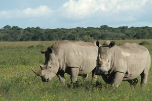 Ảnh minh họa. (Ảnh: IUCN)
