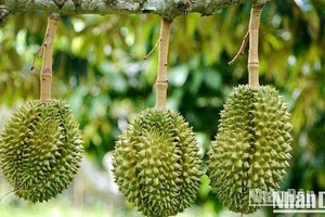 Ảnh minh họa. (Ảnh: HNV)