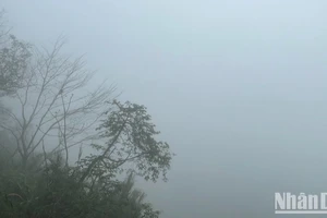 (Ảnh minh họa: Đ.T)