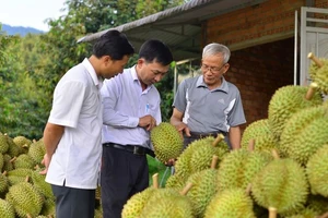 Sầu riêng của Lâm Đồng bảo đảm các tiêu chuẩn phục vụ thị trường xuất khẩu.